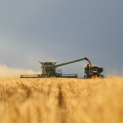 Wheat thresher on field harvesting crop.