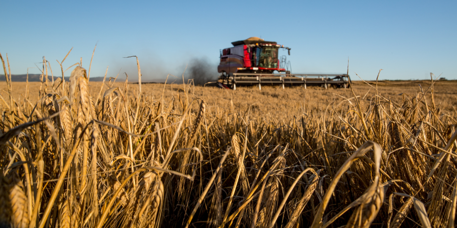 Wheat crop being harvested.