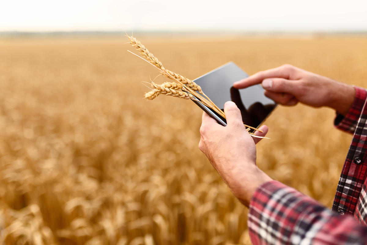 person in wheat crop using ipad