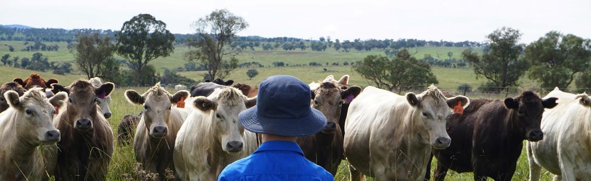 Belltree kids and cattle