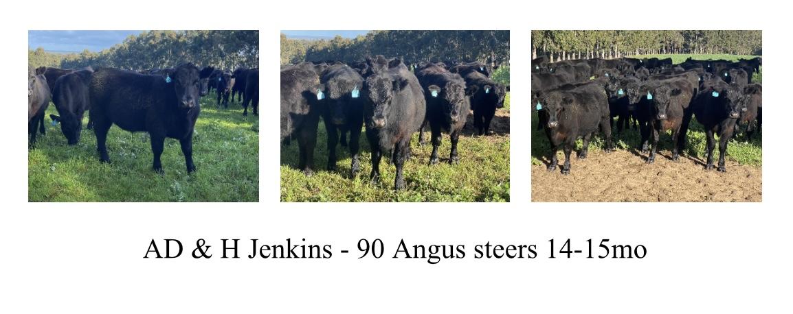 AD & H Jenkins 90 Angus steers 14-15mo