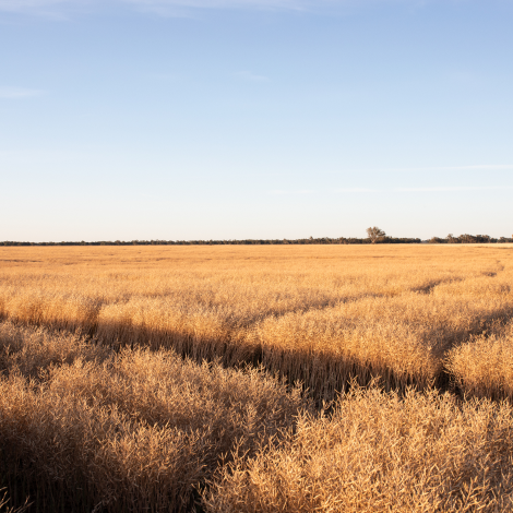 Nutrien Ag Solutions Insurance Products_Sunny Day and Australian Wheat Field