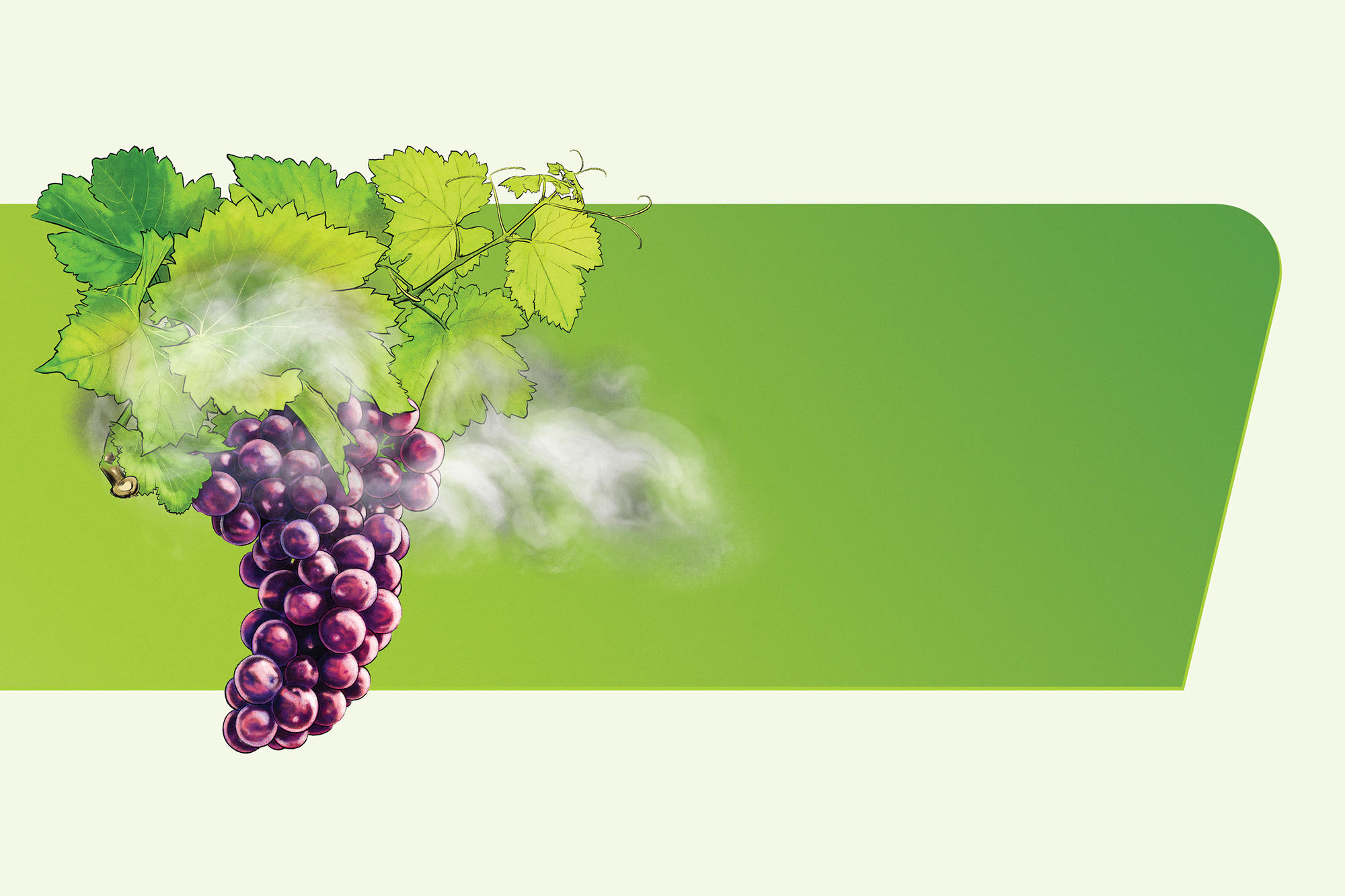 Insurance for smoke taint animation of grapes on a vine.