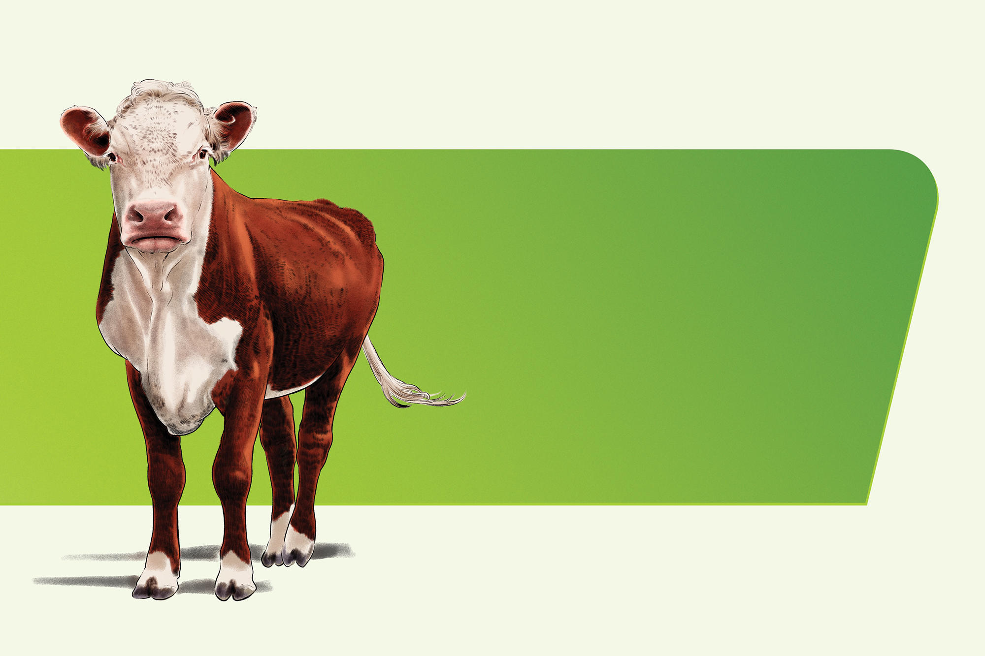 An animation of a cow that can be insured using livestock insurance.
